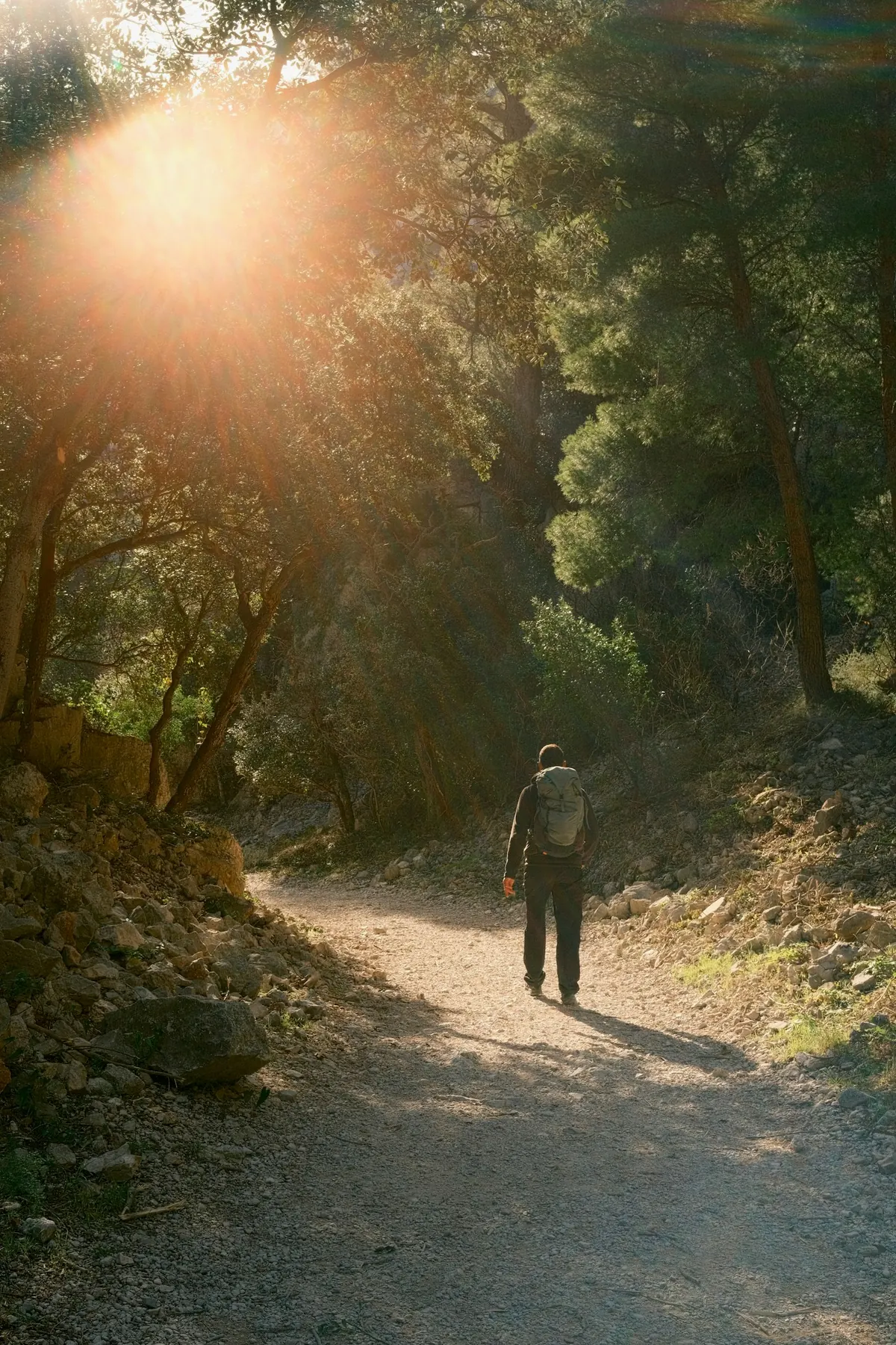 Una persona camina por un sendero iluminado entre árboles